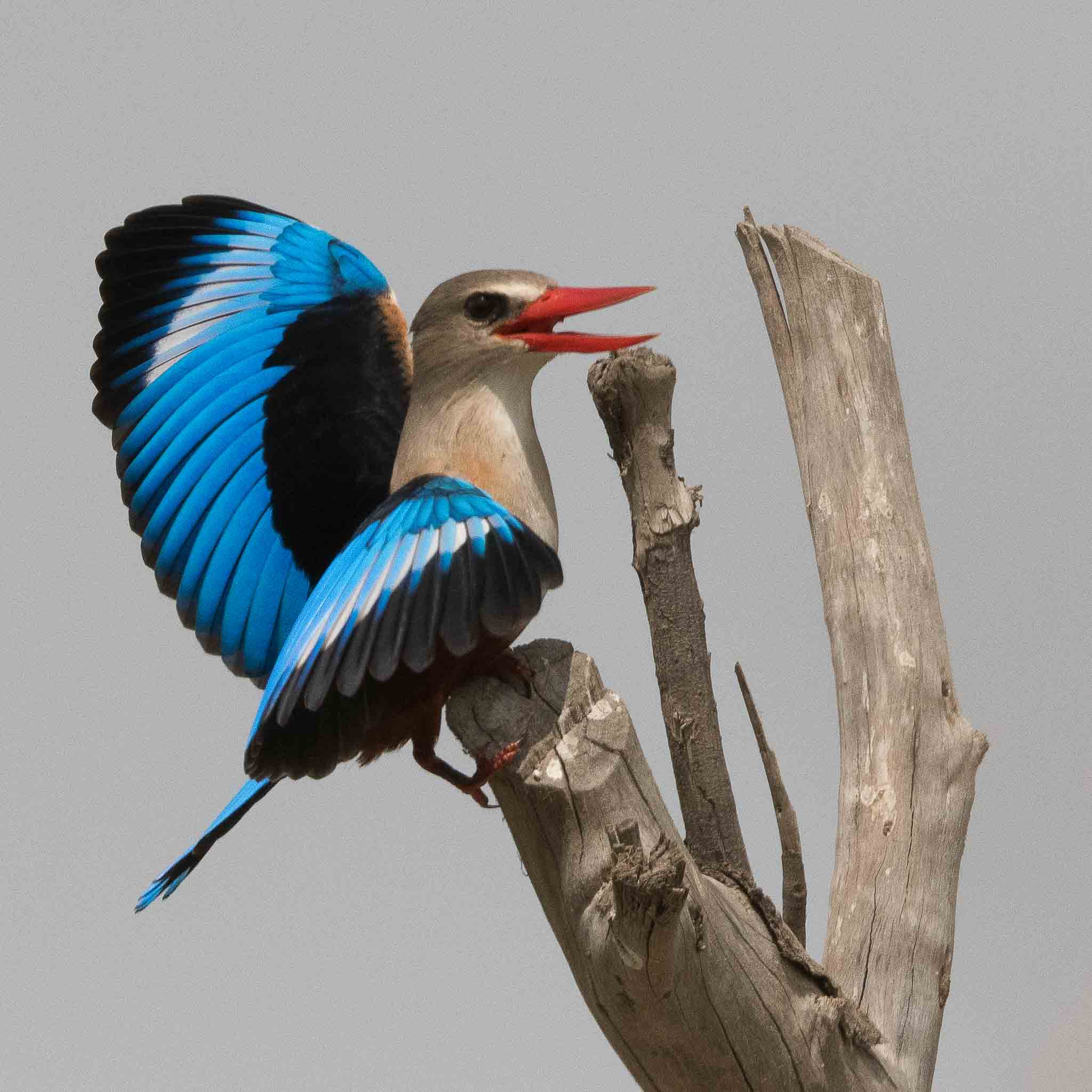 Martin-chasseur à tête grise (Grey-headed kingfisher, Halcyon leucocephala), mâle paradant, Technopôle de Pikine, Dakar, Sénégal;